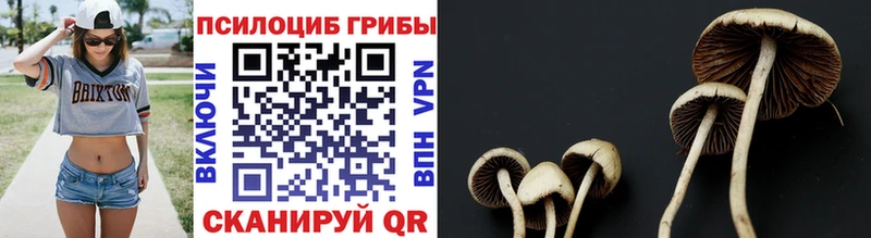 Купить  Колпашево  Псилоцибиновые грибы Psilocybine cubensis 